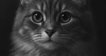 laetitia pet sitter à VENISSIEUX 69200