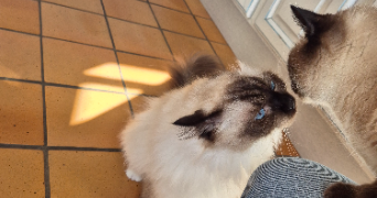 alicia pet sitter à RIVEDOUX PLAGE 17940_2