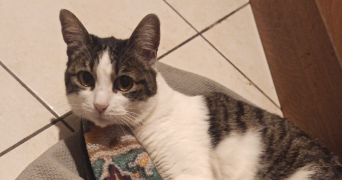 floriana pet sitter à PARIS 13 75013_0