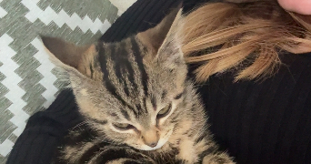 mélanie pet sitter à MENNECY 91540_2