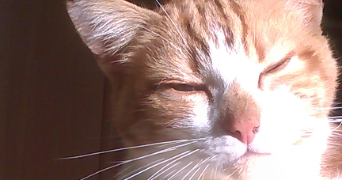 andréa pet sitter à SAUMUR 49400_2