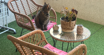 delphy pet sitter à ST JEAN DE VEDAS 34430_9