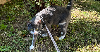 léna pet sitter à PAMIERS 09100_4