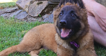 elody pet sitter à MAISONCELLES DU MAINE 53170_5