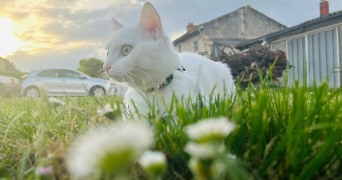 solaine pet sitter à LOUDUN 86200_2