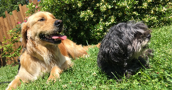 lilou pet sitter à COUFOULEUX 81800_7