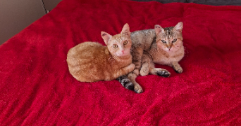 victorine pet sitter à TOULOUSE 31300_2
