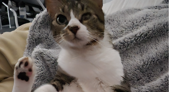 mélissa pet sitter à Saint Marcellin  38160_9