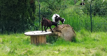 aline pet sitter à ABONCOURT GESINCOURT 70500_0