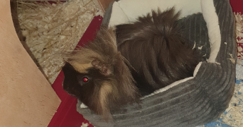 viviane pet sitter à LA COUYERE 35320_3