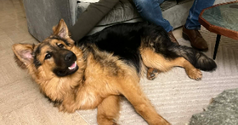 lucile dog sitter à ST REMY L HONORE 78690_2