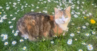 brigitte pet sitter à PERSAN 95340