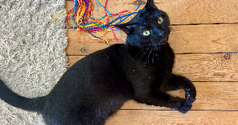 thibaut pet sitter à PARIS 18 75018_0
