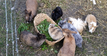 caroline pet sitter à HOUDEMONT 54180_7