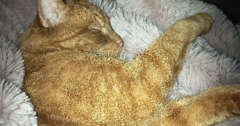 sophie pet sitter à LILLE 59160_8