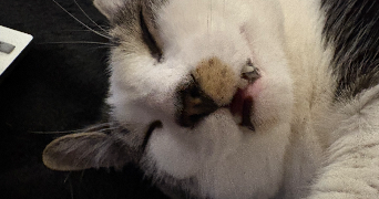 sandy pet sitter à ORLEANS 45100_2