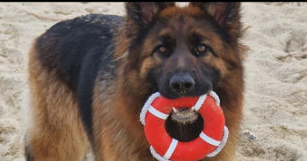 anthony dog sitter à VILLENEUVE LE ROI 94290_3