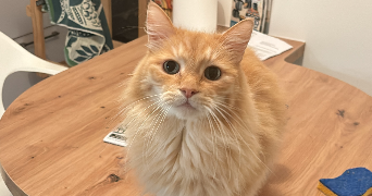 lisa pet sitter à STRASBOURG 67000_1