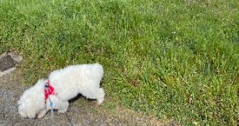 lilou pet sitter à ANGERS 49000_1