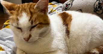 ornella pet sitter à MARTIGUES 13500_3