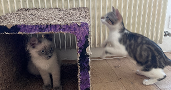 madeleine pet sitter à PARIS 18 75018_0