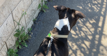 mathilde pet sitter à NANCY 54000_6