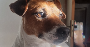 solène pet sitter à CHERBOURG EN COTENTIN 50470_4