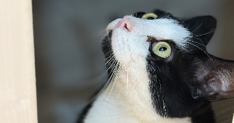 camille pet sitter à ST PIERRE LES NEMOURS 77140_5