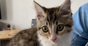 aenor pet sitter à PARIS 11 75011_2