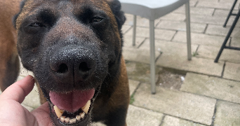 charlotte pet sitter à NIMES 30000_7