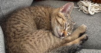 tam pet sitter à PARIS 11 75011_1