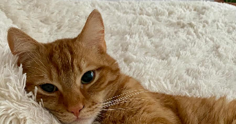 mathilde pet sitter à LA MADELEINE 59110_7