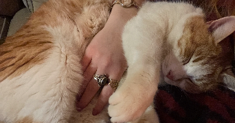 romane pet sitter à BORDEAUX 33800_1