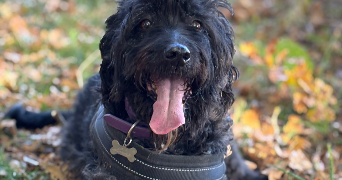 deborah  pet sitter à Argences 14370_7