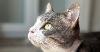 camille pet sitter à NEZEL 78410_3
