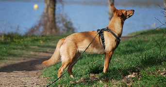 anthea pet sitter à LA ROCHE SUR YON 85000_3