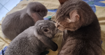cléa pet sitter à MARGNY LES COMPIEGNE 60280_4