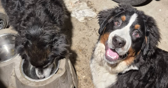 lola pet sitter à Orléans 45000_3