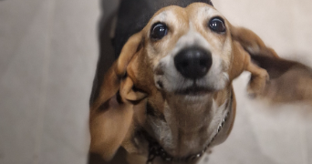 léone  pet sitter à MIRECOURT 88500_1