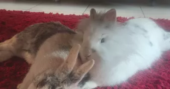 alexandra pet sitter à AUZEVILLE TOLOSANE 31320