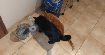 elise pet sitter à COULOUNIEIX CHAMIERS 24660_2