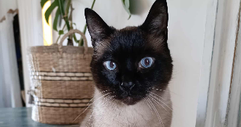 ophélie et yon pet sitter à BLAGNAC 31700_0