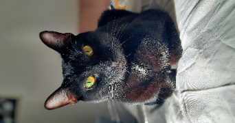 anaïs pet sitter à MONTPELLIER 34000_4