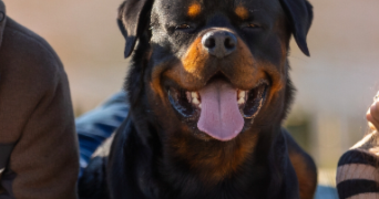 oksana pet sitter à APREMONT 85220_0