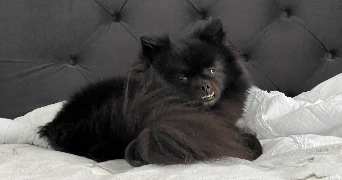 carole pet sitter à SERRIS 77700_6
