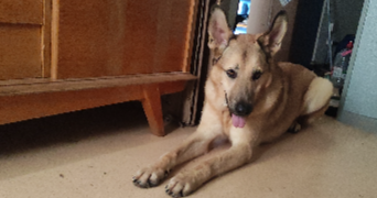 alexia pet sitter à NEUF BRISACH 68600_1