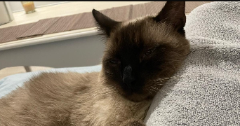 sara pet sitter à VILLIERS SUR MARNE 94350_2