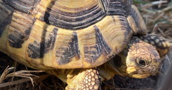 mathilda pet sitter à BEDEILLE 64460_2