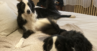 charline pet sitter à ALBI 81000_1