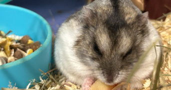 océane pet sitter à CHARVIEU CHAVAGNEUX 38230_1